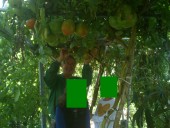 prueba